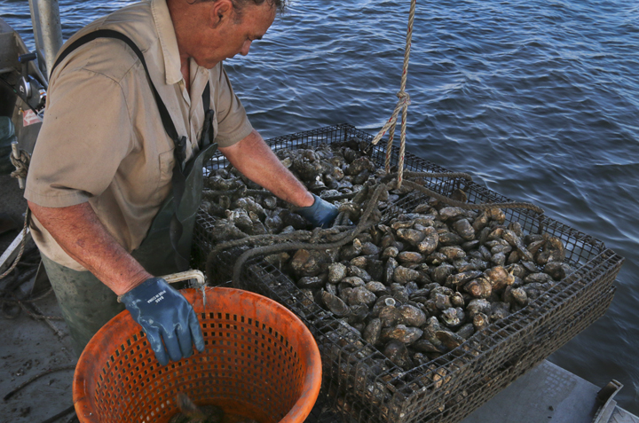 See rare, vintage photos of Louisiana oyster farming