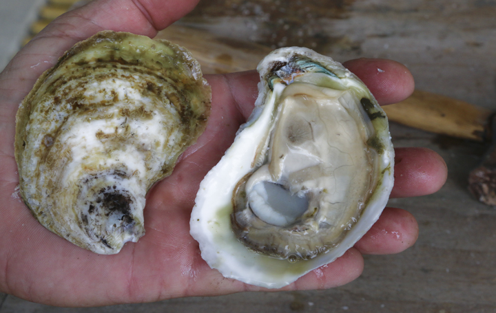 Constructing An Off-Bottom Oyster Business on Grand Isle - Gulf Seafood ...